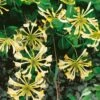 Honeysuckle 'Graham Thomas' Lonicera Japonica Climber 3Ltr Pot -Quality Garden Care Store 5025338003153
