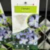 Clematis 'Blue Angel' Climbing Plant 2Ltr Pot -Quality Garden Care Store 5025338003320