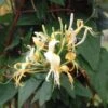 Lonicera Similis Var. Delavayi Honeysuckle 3 Ltr Pot -Quality Garden Care Store 5025338004556