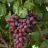 Grape 'Crimson Seedless' 3Ltr Pot -Quality Garden Care Store 5025338005676