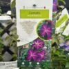 Clematis 'Night Veil' Climber 3Ltr Pot 2 Clematis 'Night Veil' Climber 3Ltr Pot -Quality Garden Care Store 5025338009056