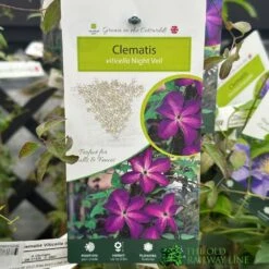 Clematis 'Night Veil' Climber 3Ltr Pot