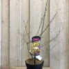 Chimonanthus Praecox 'Wintersweet' Plant 3Ltr Pot (NL) -Quality Garden Care Store 5026429421832