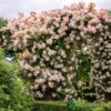 David Austin 'Phyllis Bide'Apricot Pink Rambling Rose 6Ltr Pot -Quality Garden Care Store 5031825004060