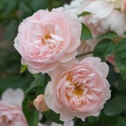 David Austin 'Gentle Hermione' Pink English Rose 6Ltr Pot 9 David Austin 'Gentle Hermione' Pink English Rose 6Ltr Pot -Quality Garden Care Store 5031825016971 3
