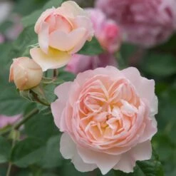 David Austin 'Gentle Hermione' Pink English Rose 6Ltr Pot 10 David Austin 'Gentle Hermione' Pink English Rose 6Ltr Pot -Quality Garden Care Store 5031825016971 4