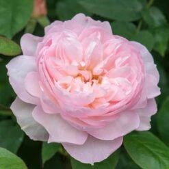 David Austin 'Gentle Hermione' Pink English Rose 6Ltr Pot 11 David Austin 'Gentle Hermione' Pink English Rose 6Ltr Pot -Quality Garden Care Store 5031825016971 5