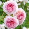 David Austin 'James Galway' Light Pink English Climbing Rose 6Ltr Pot 1 David Austin 'James Galway' Light Pink English Climbing Rose 6Ltr Pot -Quality Garden Care Store 5031825017275