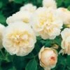 David Austin 'Lichfield Angel' Cream English Shrub Rose 6Ltr Pot 1 David Austin 'Lichfield Angel' Cream English Shrub Rose 6Ltr Pot -Quality Garden Care Store 5031825017589 c0d65ef7 67d5 435e 9a62 74951c15ab7d