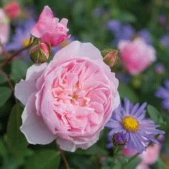 David Austin 'Wisley 2008' English Shrub Rose6Ltr Pot
