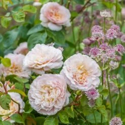 David Austin 'Emily Brontë' Pink English Rose 6Ltr Pot 11 David Austin 'Emily Brontë' Pink English Rose 6Ltr Pot -Quality Garden Care Store 5031825021869 3 9b7506c8 1c1e 4c44 9a3b 79c60ca6b933
