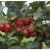 Crab Apple 'Gorgeous' M27 Rootstock 12Ltr Pot -Quality Garden Care Store 5038838003974 8b3cf132 8229 4e11 ba0d 84a201b3a41b