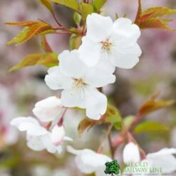Prunus 'The Bride' Tree 12Ltr Pot