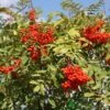 Sorbus Aucuparia 12Ltr Pot -Quality Garden Care Store 5038838005428