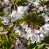 Cherry Blossom 'Snow Showers' Patio Top Worked Tree 11.5Ltr Pot 2 Cherry Blossom 'Snow Showers' Patio Top Worked Tree 11.5Ltr Pot -Quality Garden Care Store 5038838019197