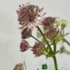 Astrantia 'Star Of Beauty' 2Ltr Pot -Quality Garden Care Store 5050704149791 08debb63 f961 43cd a471 624d5a3604b2
