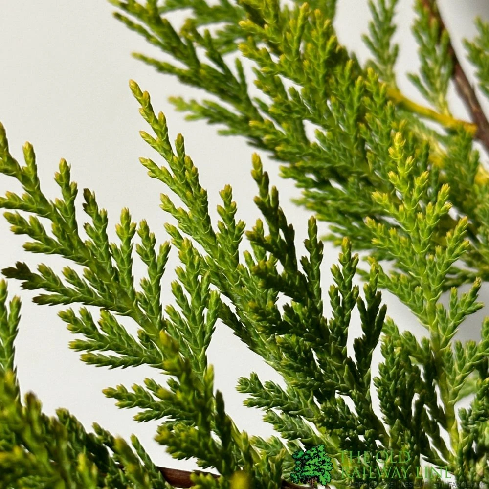 Cupressus 'Excalibur Gold' Conifer 3Ltr Pot 4 Cupressus 'Excalibur Gold' Conifer 3Ltr Pot - Image 2