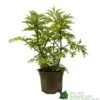 Sambucus Nigra 'Golden Tower' Elder Tree 3Ltr Pot -Quality Garden Care Store 5050704583229