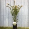 Taxus Baccata Common Yew Plant 2 Ltr -Quality Garden Care Store 5050704602722