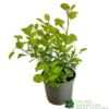 Cotinus Coggygria 'Golden Spirit' 3Ltr Pot -Quality Garden Care Store 5050704603385