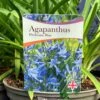 Agapanthus 'Pitchoune Blue' Plant 2Ltr Pot -Quality Garden Care Store 5050704604788 26ea92d2 5d2b 48da b063 10784f78180a
