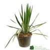 Yucca Filamentosa 'Bright Edget' 3Ltr Pot -Quality Garden Care Store 5050704639667 6447b7f4 5202 4227 9495 149920b15b6e