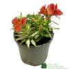 Alstroemeria 'Little Miss Zoe' Peruvian Lily 1 Alstroemeria 'Little Miss Zoe' Peruvian Lily -Quality Garden Care Store 5050704640373