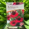 Echinacea 'Sunseekers Red' 3Ltr Pot -Quality Garden Care Store 5050704640403 801b3b7a af0c 46ee b023 91fb8305ab79