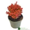 Berberis Thunbergii 'Orange Ice' 3Ltr Pot -Quality Garden Care Store 5050704640892