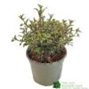 Coprosma 'Fireburst' 3Ltr Pot -Quality Garden Care Store 5050704641356 3416d161 1c98 4e67 abed 106d55d30689