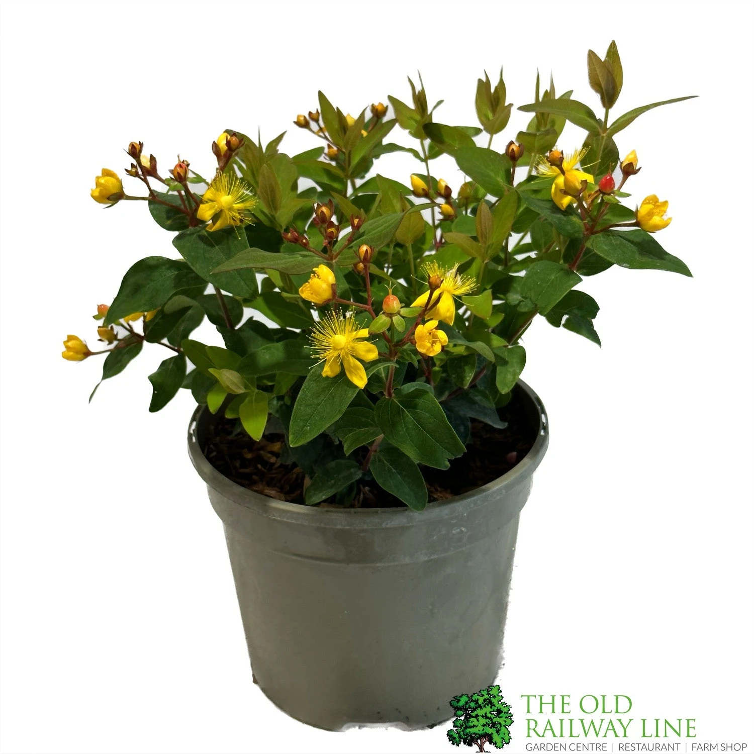 Hypericum 'Berry Red' St Johns Wort 3Ltr Pot 3 Hypericum 'Berry Red' St Johns Wort 3Ltr Pot