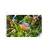La Hacienda Bullfinch Stake 2 La Hacienda Bullfinch Stake -Quality Garden Care Store 5055025558987 9ee64364 43a3 4ea9 84d8 9dcc59aa6b76