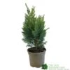 Chamaecyparis Lawsonia 'Columnaris Glauca' Conifer 3Ltr Pot 2 Chamaecyparis Lawsonia 'Columnaris Glauca' Conifer 3Ltr Pot -Quality Garden Care Store 5055028608573
