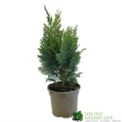 Chamaecyparis Lawsonia 'Columnaris Glauca' Conifer 3Ltr Pot