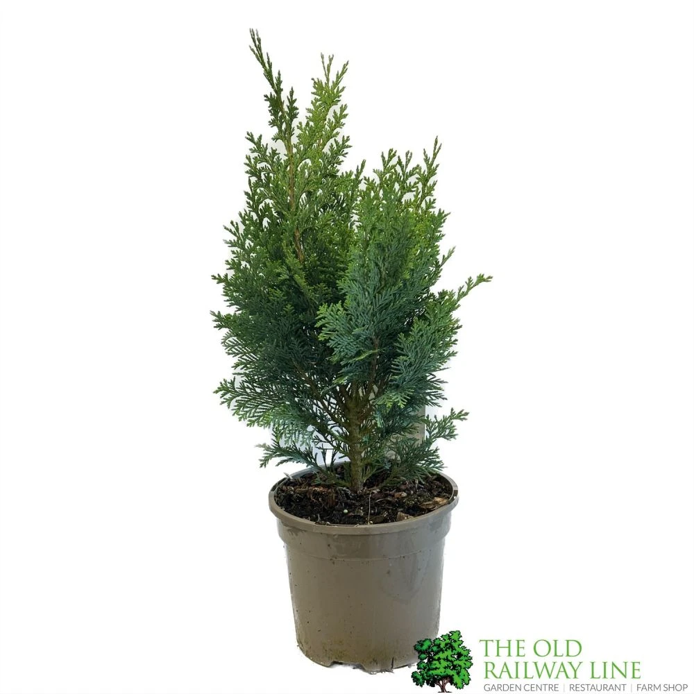 Chamaecyparis Lawsonia 'Columnaris Glauca' Conifer 3Ltr Pot 3 Chamaecyparis Lawsonia 'Columnaris Glauca' Conifer 3Ltr Pot