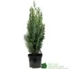 Chamaecyparis Lawsoniana 'White Spot' Conifer 3Ltr Pot -Quality Garden Care Store 5055028612464 89e1d63b 3abc 4430 b905 9ff33733196f