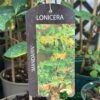 Lonicera 'Mandarin' Honeysuckle Climber 3Ltr Pot -Quality Garden Care Store 5055028618046