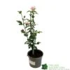 Hibiscus 'Lady Stanley' 3Ltr Pot 2 Hibiscus 'Lady Stanley' 3Ltr Pot -Quality Garden Care Store 5055028635029