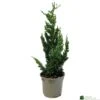 Chamaecyparis Lawsoniana 'Wisselii' 3Ltr Pot -Quality Garden Care Store 5055028643017