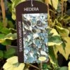 Hedera Dentata 'Variegata' Climber 3Ltr Pot 1 Hedera Dentata 'Variegata' Climber 3Ltr Pot -Quality Garden Care Store 5055028647817