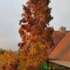 Liquidambar Styraciflua ‘Slender Silhouette’ Sweet Gum Tree 10Ltr Pot 2 Liquidambar Styraciflua ‘Slender Silhouette’ Sweet Gum Tree 10Ltr Pot -Quality Garden Care Store 5055028648760 06514383 2276 4df4 872b cee95b4eda42