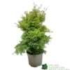 Conifer 'Squarrosa Sulphurea' Chamaecyparis Cypress 3Ltr Pot 2 Conifer 'Squarrosa Sulphurea' Chamaecyparis Cypress 3Ltr Pot -Quality Garden Care Store 5055028657762