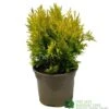 Thuja Plicata 'Goldy' Conifer 3Ltr Pot 2 Thuja Plicata 'Goldy' Conifer 3Ltr Pot -Quality Garden Care Store 5055028658059 6dcaeab1 6b48 44b1 9b35 3468f22511c8