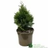 Thuja Occidentalis 'Smaragd' White Cedar Conifer 3Ltr Pot -Quality Garden Care Store 5055028659421 b637aabe aaf6 4e58 93af 92308458436e