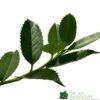 Ilex X Koehneana 'Chestnut Leaf' Holly 2m Tall -Quality Garden Care Store 5055028663077
