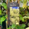Fallopia 'Baldschuanica' Russian Vine Climber 3Ltr Pot -Quality Garden Care Store 5055028663237