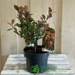 Photinia X Fraseri 'Little Red Robin' 3Ltr Pot (NL) -Quality Garden Care Store 5055286310355 2