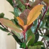 Photinia X Fraseri 'Little Red Robin' 3Ltr Pot (NL) 2 Photinia X Fraseri 'Little Red Robin' 3Ltr Pot (NL) -Quality Garden Care Store 5055286310355 3