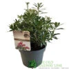 Pieris 'Polar Passion' 3Ltr Pot (NL) -Quality Garden Care Store 5055286310560