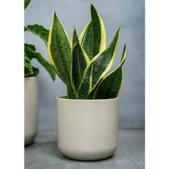 Ivyline 26cm White Lisbon Planter -Quality Garden Care Store 5055352842261 2